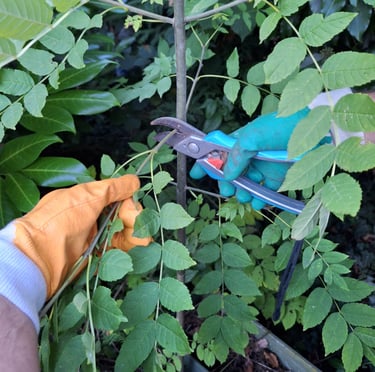 a person prunning a smal tree