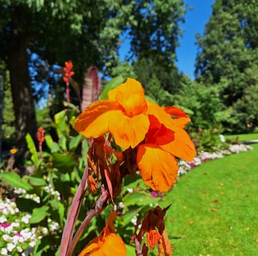 a orange flower that grows in Japan