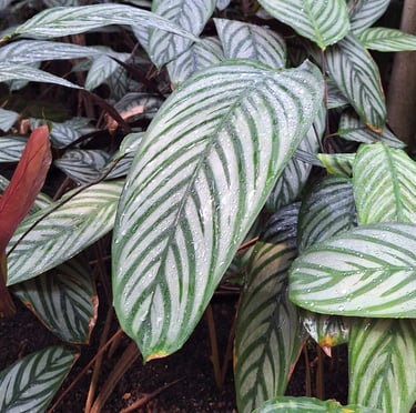 a plant with very big white-green leaves