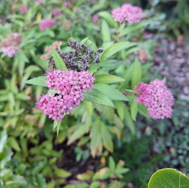 leafy full sun Spirea bush with pink blooms