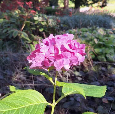 a pink Sea Thrift flower in full sun