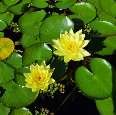 two yellow Tony Tomocik water flowers