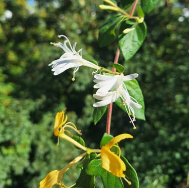 one Sarcococcra stem with yellow and white flowers