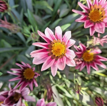 some pink Gazania annuals for full sun