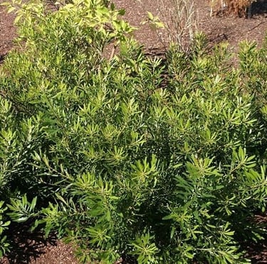 multiple Wax Myrtle deer resisstant shrub stems