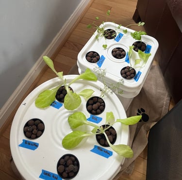 Cilantro and lettuce seedlings in a hydroponic grow bucket