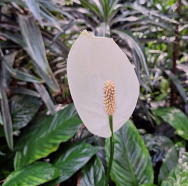 a white Peace Lily flower with a green leafy plants