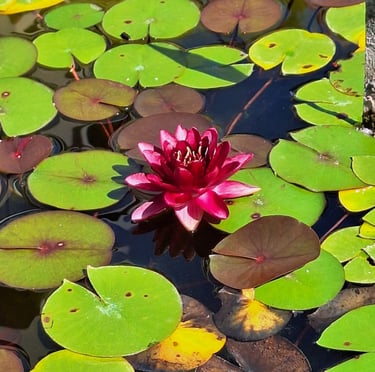 the Almost Black flower blooming in a lake