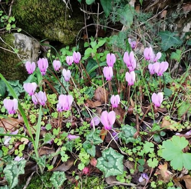 a bunch of pink Cyclamen flowers in shade