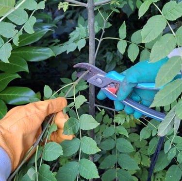 a person that is pruning a bush with pruners