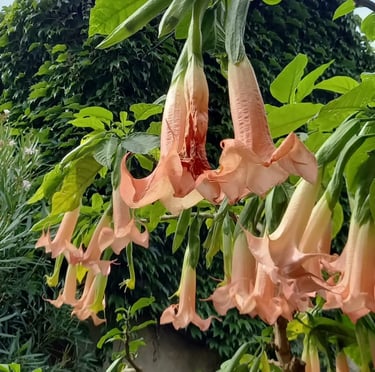a tall gatden plant with orange flowers named Angle's Trumpet