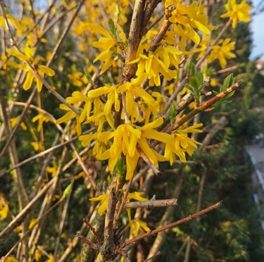 a Forsythia bush with a bunch of blooms