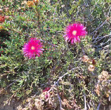an Ice Plant ground cover plant with pink flowers