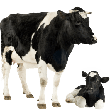 Ostéopathie sur vache