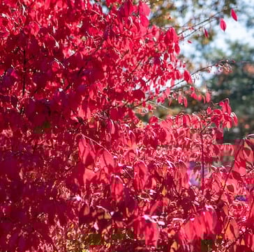 a leafy red full sun bush for zone 6