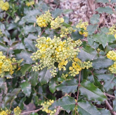 a winter garden plant called Mahonia with yellow flowers