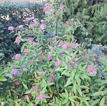 the deer resistant Spirea shrub with pink flowers