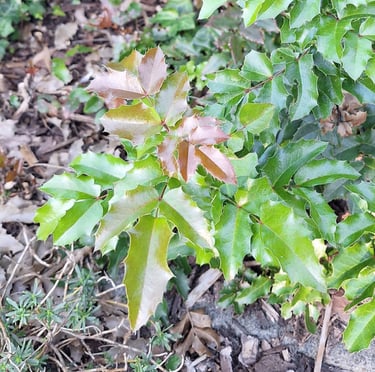 green Holly bushes in a garden
