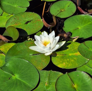 A pond flower with white petals and yellow middle