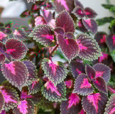 colorful shade Coleus leaves in a hanging basket