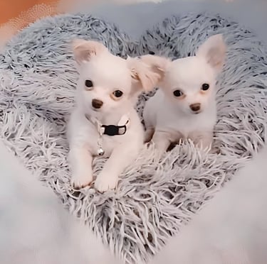 white long haired chihuahua puppies for sale in new york city