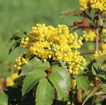 a bush with yellow flowers and green leaves