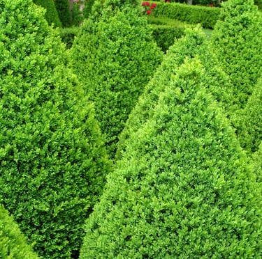 Green Mountain Boxwoods with a pyramidal shape