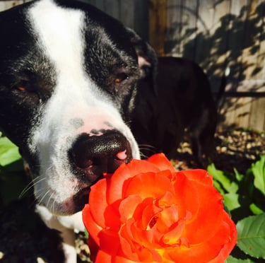 Black and white rescue dog smelling a bright orange rose