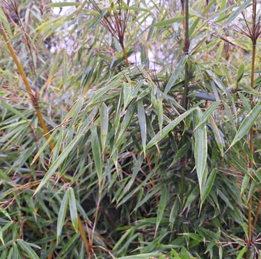 a high Bamboo plant with long green leaves