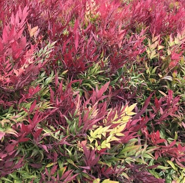 a bunch of Nadina Gulf stream bush leaves
