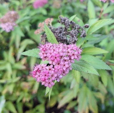 one pink Spirea bloom