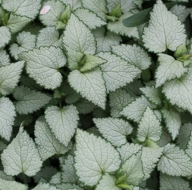 multiple Lamium ground cover plants white-green leaves