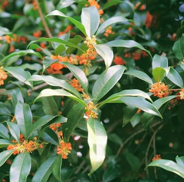 an Osmanthus bush with orange flowers