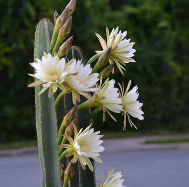 A cactus plant with white flowers on a street