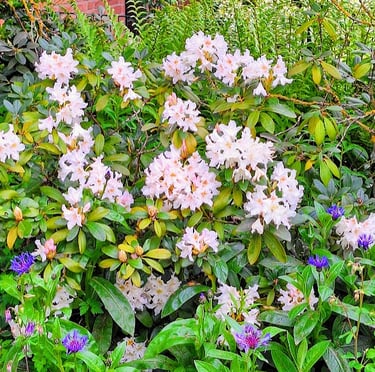 a Rhododendron container bush with white flowers