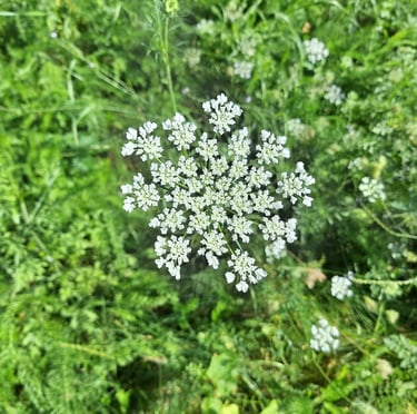 A weed with clusters of white flowers named Dacus