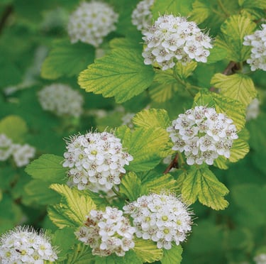 a green partial sun bush with white blooms