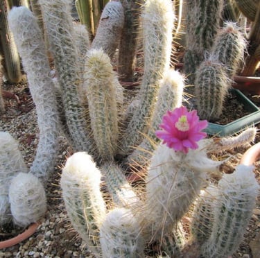 Old Man of the Andes cacti with white thorns