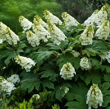 multiple white flowers on the Oakleaf Hydrangea bush