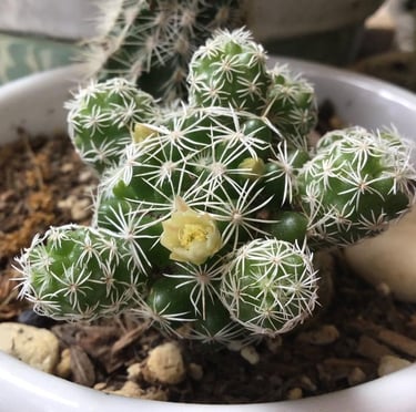 a Thimble Cactus with a yellow flower and white thorns