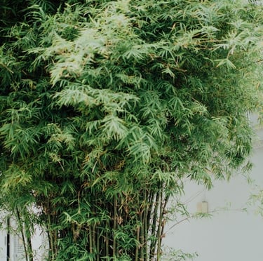 tall ornamental Bamboo with small leaves and thin stems