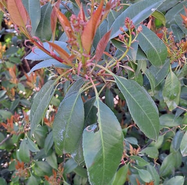 a Nandina bush with red newgrowh