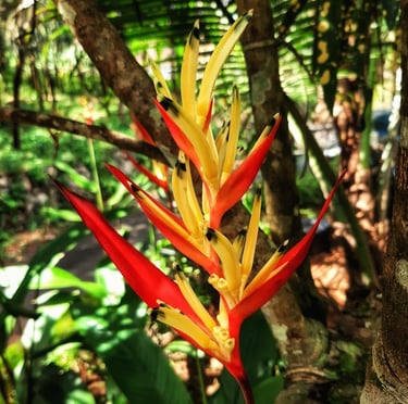 a red and yellow South American Heliconia plant in a rainforest