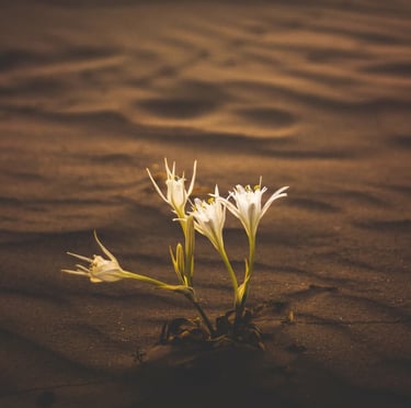 Ligne antitaches au lys des sables Phytoceane