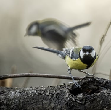 photo de deux mésanges charbonnières sur une branche