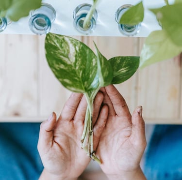 Epipremnum Marble Queen cuttings with no roots