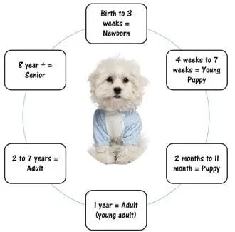 maltipoo-dog-age-chart