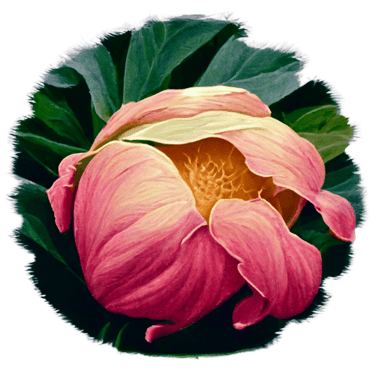a pink peony flower surrounded by green leaves