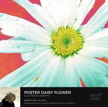 Close up digital image of Daisy Flower with water droplets on it