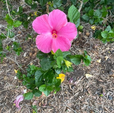 Enjoying nature after meeting with Judy Waitley at Empower Change Counseling